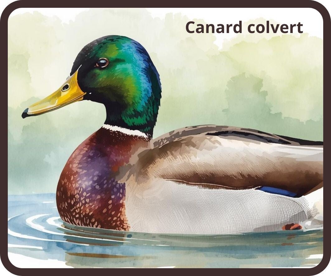 oiseaux