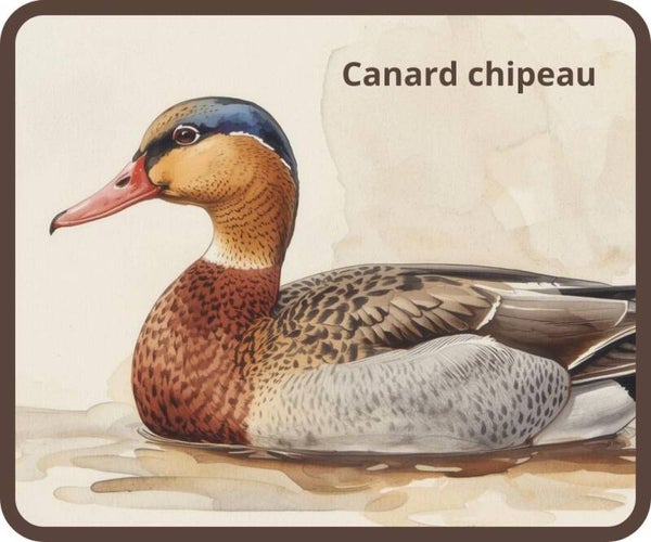 oiseaux