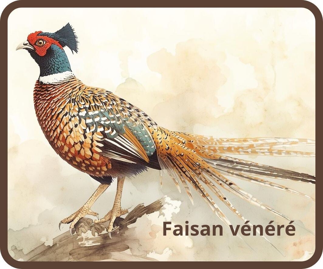 oiseaux