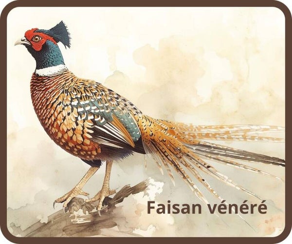 oiseaux