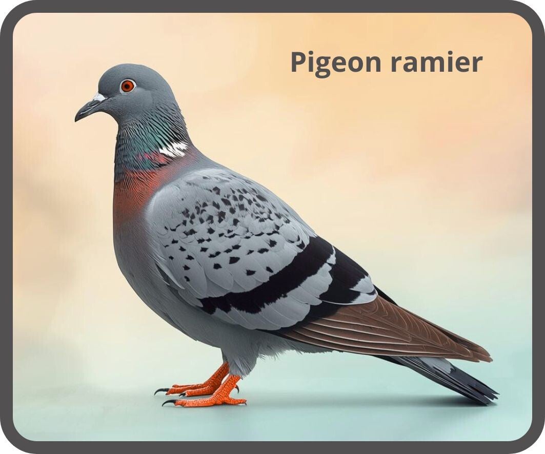 oiseaux