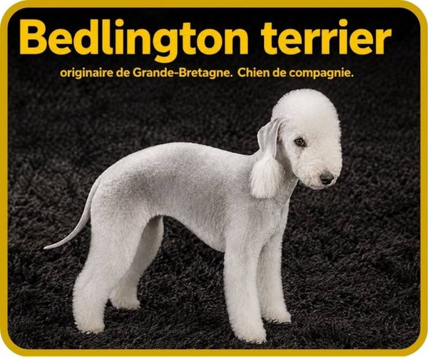 chiens