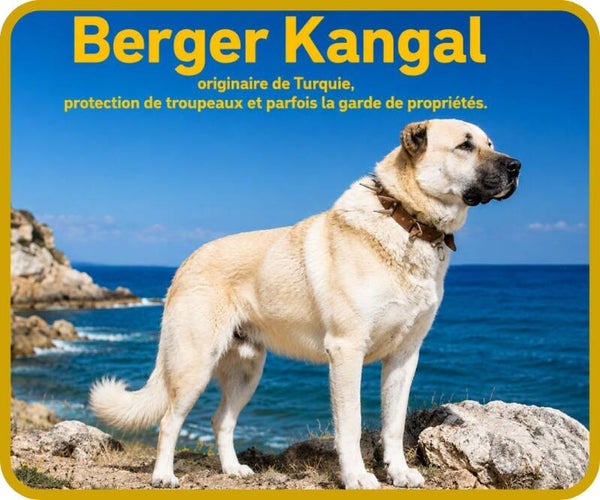 chiens