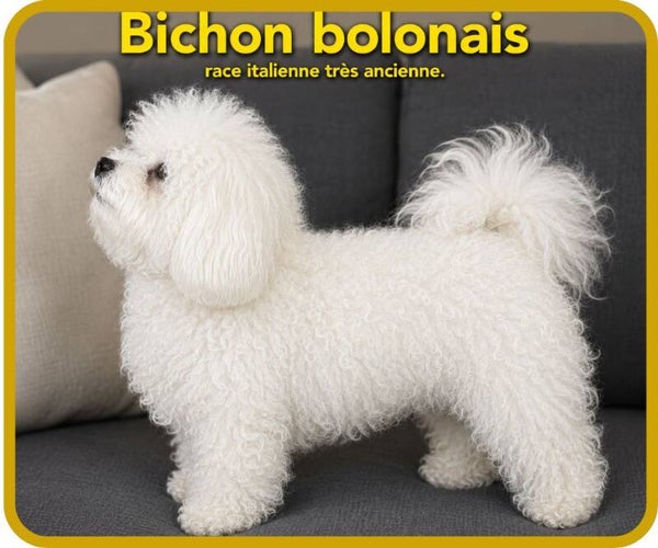 chiens