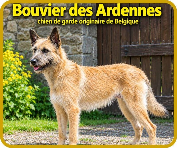 chiens