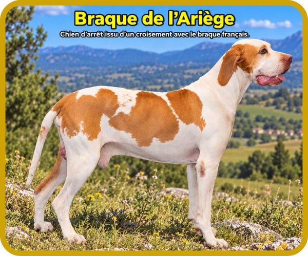 chiens
