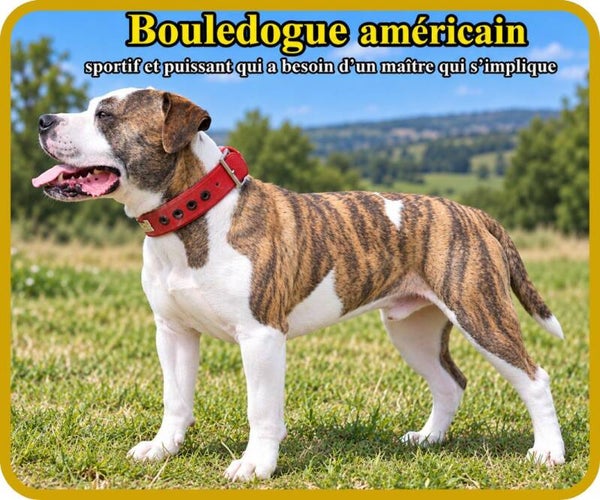 chiens