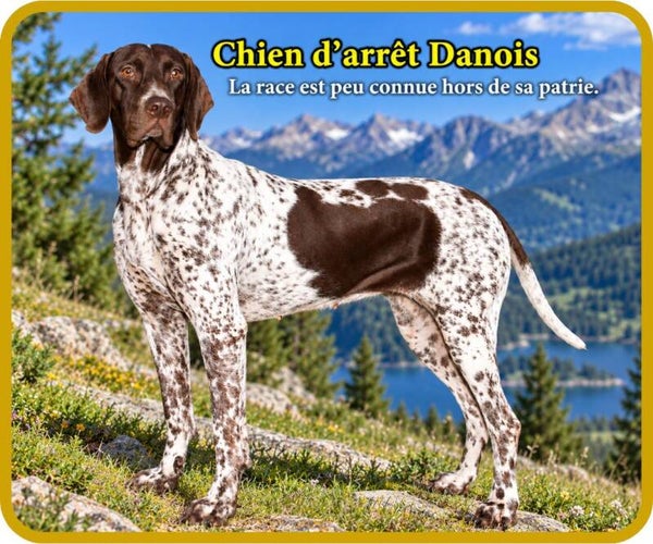 chiens