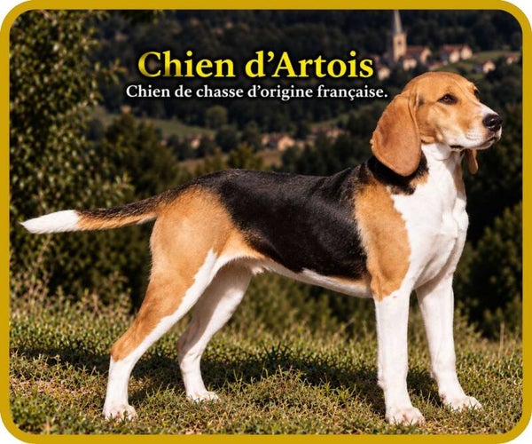 chiens