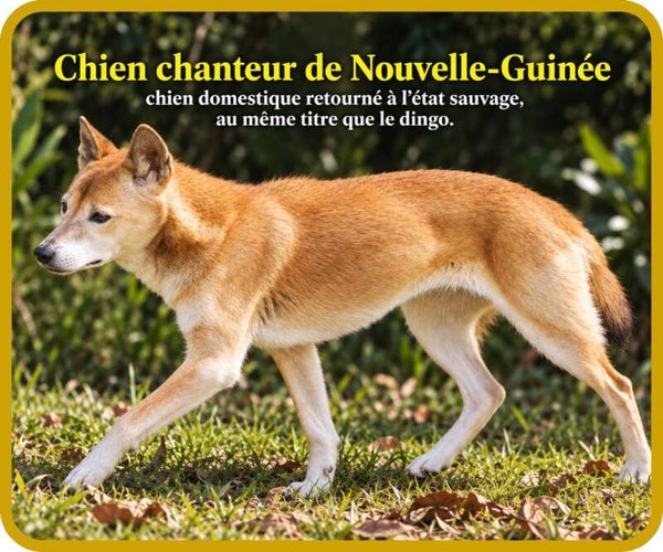 chiens