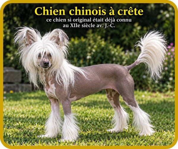 chiens