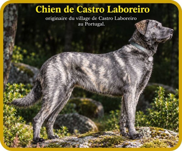 chiens
