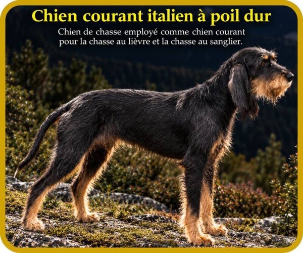 chiens