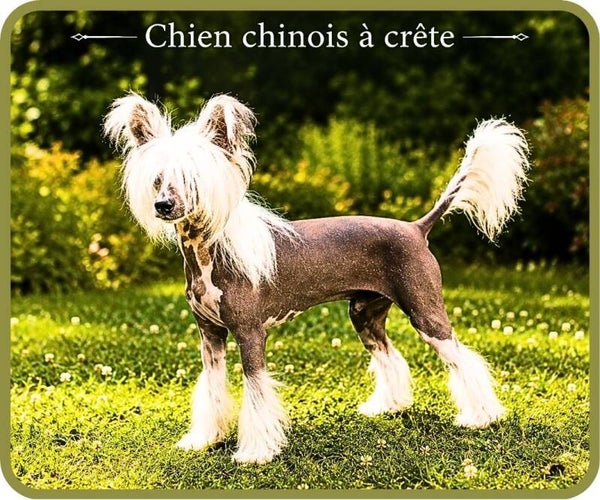 chiens