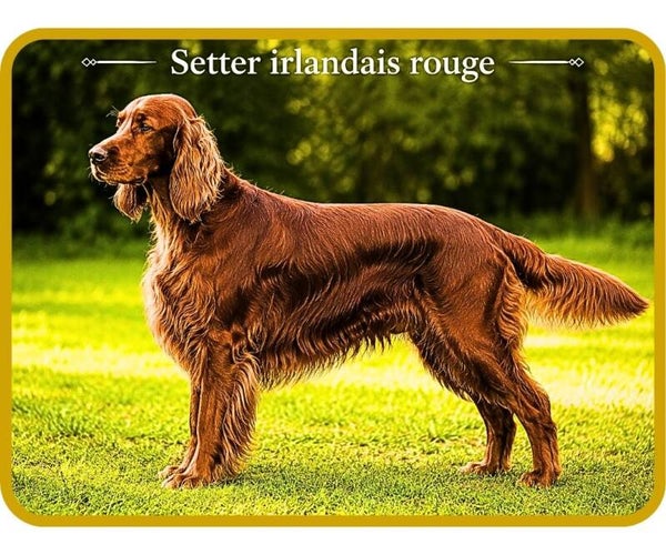 chiens