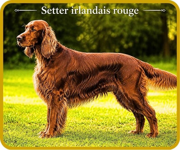 chiens