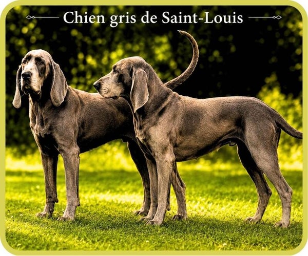 chiens