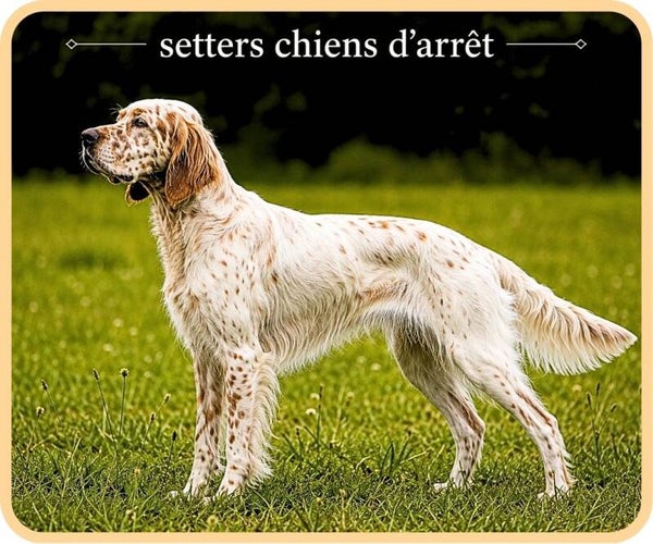 chiens de chasse