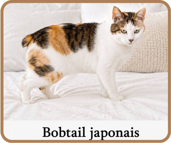chats