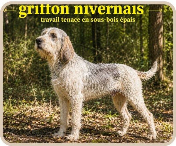 chiens de chasse