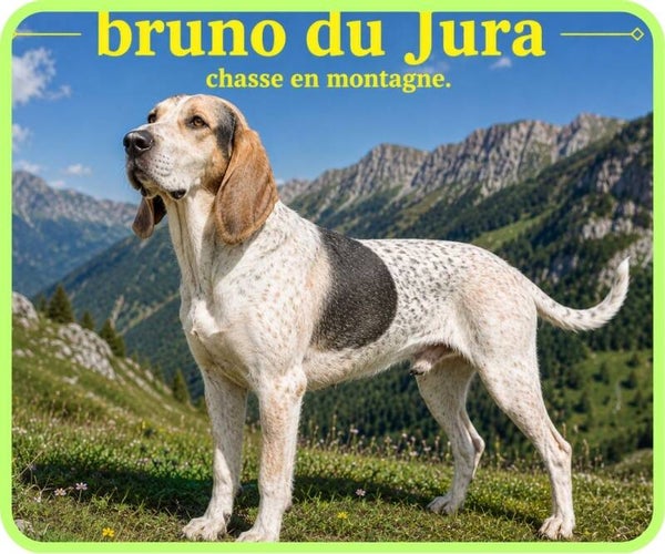 chiens de chasse