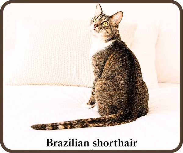 chats