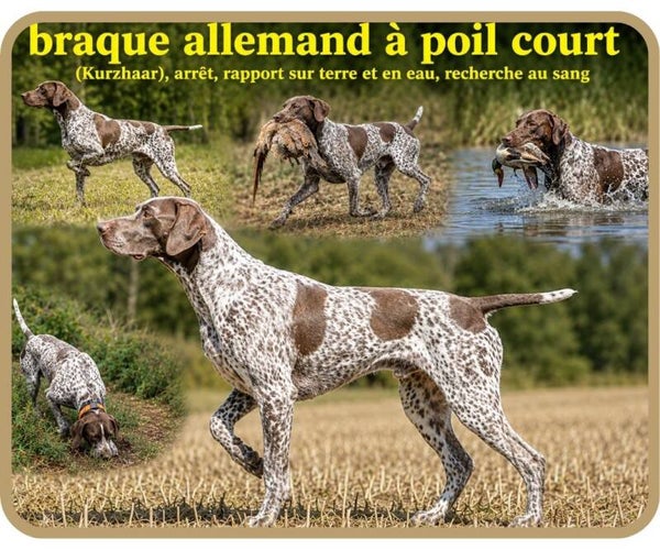 chiens de chasse