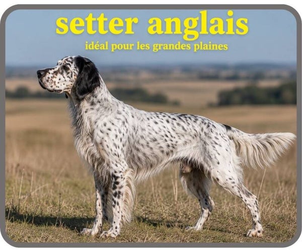 chiens de chasse