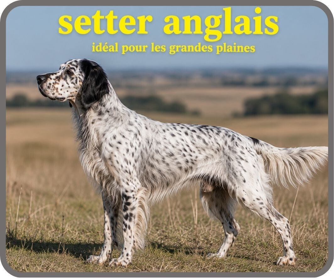 chiens de chasse