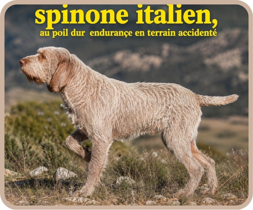 chiens de chasse