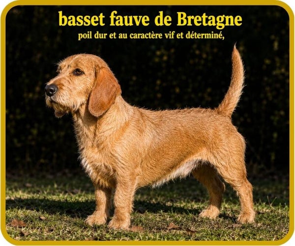 chiens de chasse
