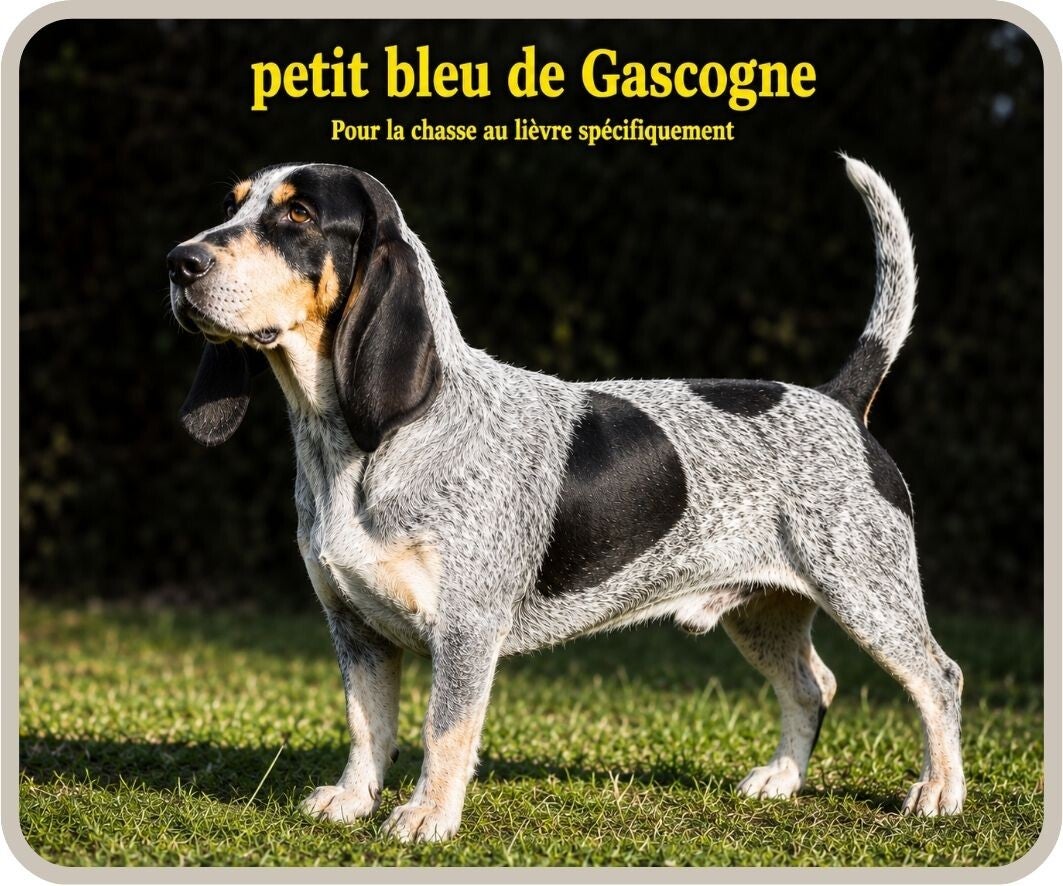 chiens de chasse