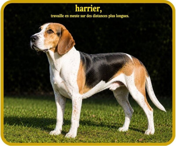 chiens de chasse