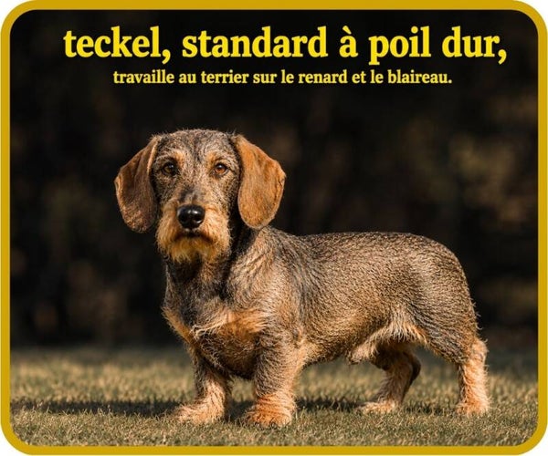 chiens de chasse