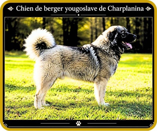 chiens