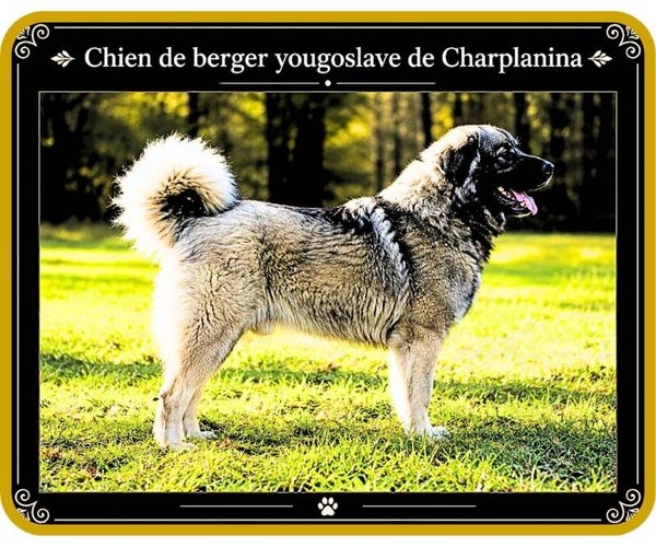 chiens