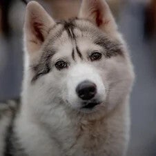 Nahaufnahme eines Husky mit aufgerichteten Ohren und grauweißem Fell, unscharfer Hintergrund mit Menschen passend zum Thema Jenseitskontakt zum Tier mit Medium Jana Lorenz