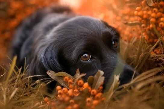 Ein schwarzer Hund liegt im Gras und schaut aufmerksam zur Seite, im Kontext mit Jenseitskontakte Jana Lorenz.