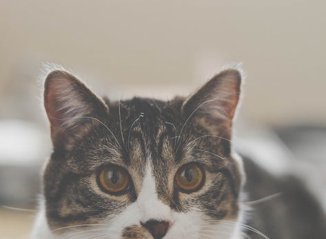Nahaufnahme eines grauen Katers mit weißen und schwarzen Fellzeichnungen, der aufmerksam in die Kamera blickt, passend zum Thema Jenseitskontakt zum Tier mit Medium Jana Lorenz