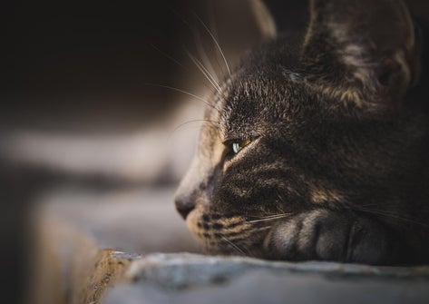 grauer Kater liegt mit Kopf auf Pfoten, Blick seitlich nach rechts, ruhige Haltung passend zum Thema Jenseitskontakt zum Tier mit Medium Jana Lorenz