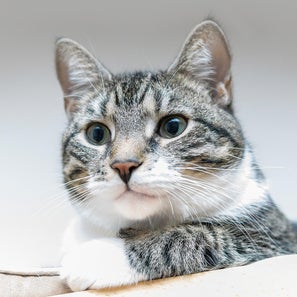 Nahaufnahme einer grau-weiß getigerten Katze mit grünen Augen, die aufmerksam nach rechts blickt, im Kontext von Jenseitskontakt zum Tier mit Medium Jana Lorenz