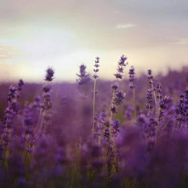 Jenseitskontakt Telefon-Sitzung 90 min