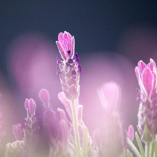 Jenseitskontakt Telefon-Sitzung 45 min