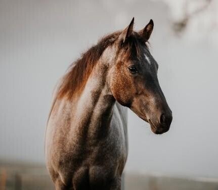 Nahaufnahme eines braunen Pferdekopfes mit aufmerksamen Ohren vor unscharfem Hintergrund, im Kontext mit Jenseitskontakte Jana Lorenz.