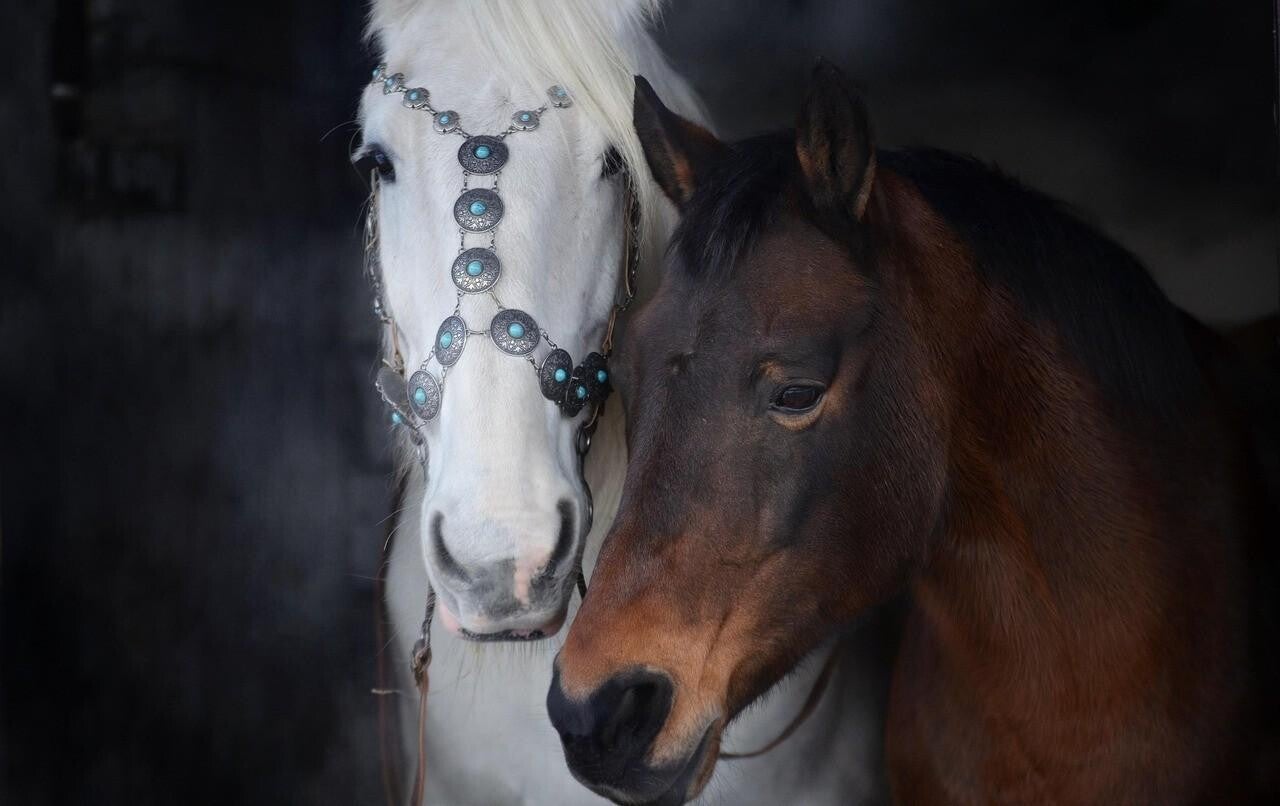 Jenseitskontakt zum Tier Online-Sitzung 90 min