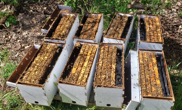 Nuc of Russian Bees with RHBA Russian Queen