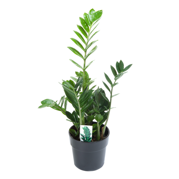 ZZ Plant