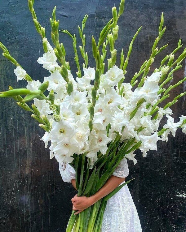 Gladioli Bunch