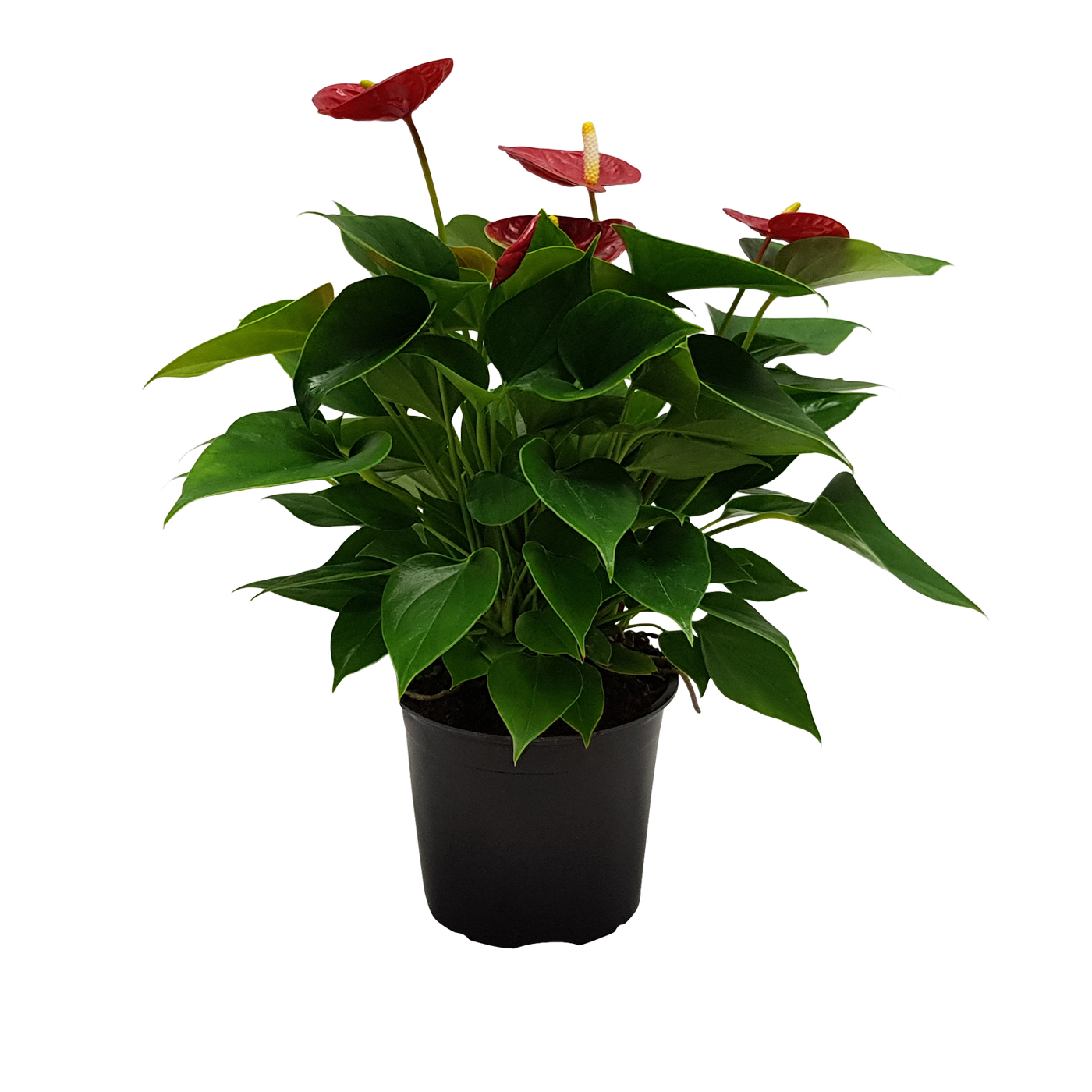 Anthurium Plant