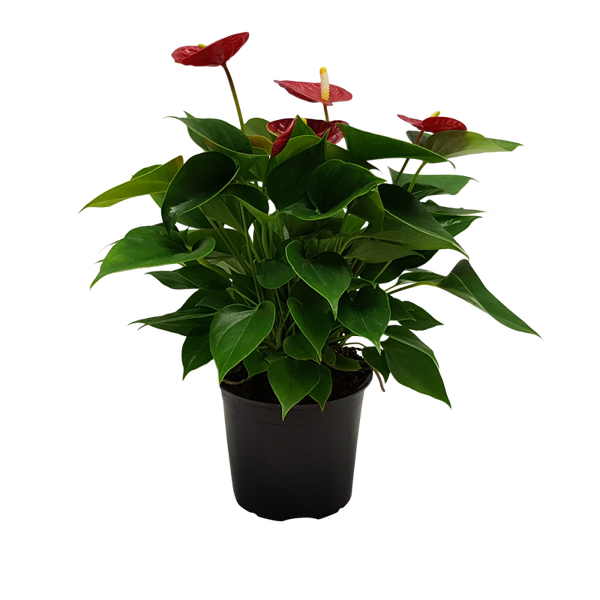 Anthurium Plant